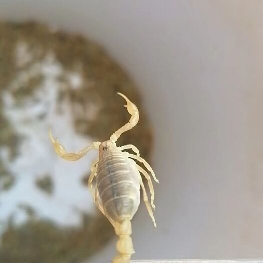 天水条纹蝎子