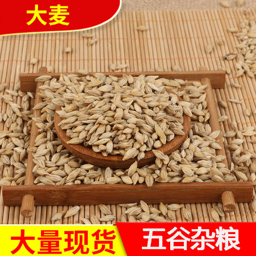 大麦  现货批发带壳大麦  酿酒大麦农作古物袋装100斤