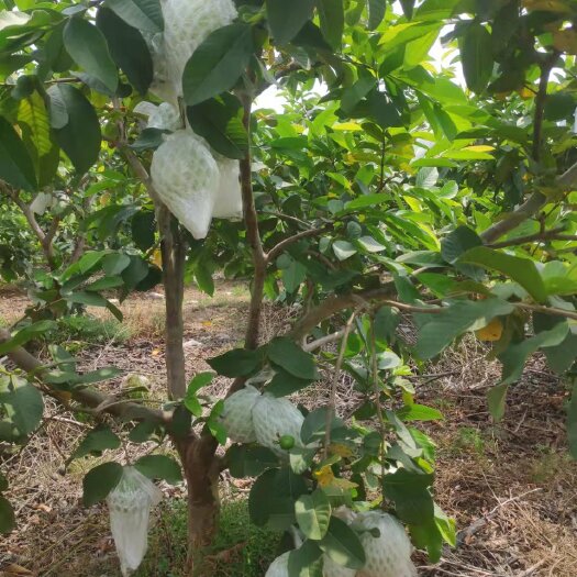 廉江市珍珠番石榴，红心芭乐
