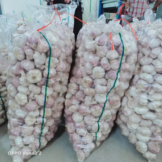 邳州市邳州精品红蒜