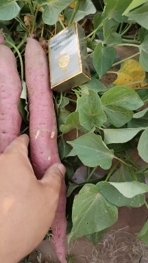 大荔县陕西大荔沙苑秦五板栗红薯，口感以干面甜得到广大群众的认可。