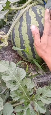 大棚美都西瓜