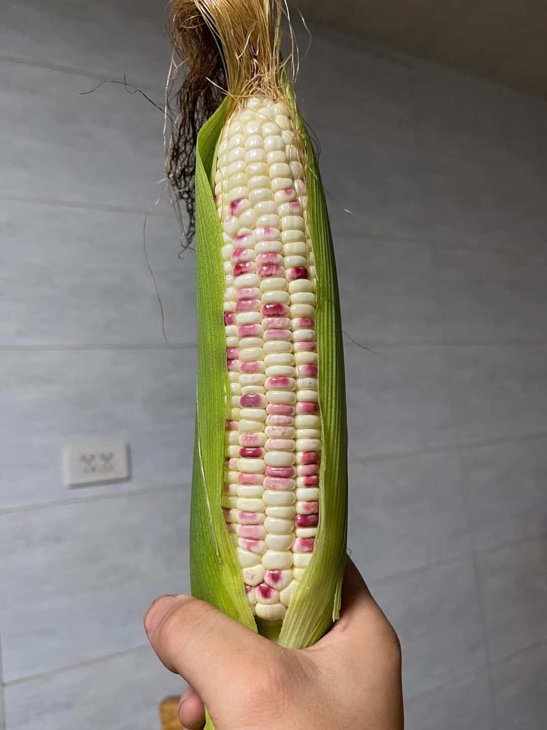 彩糯玉米