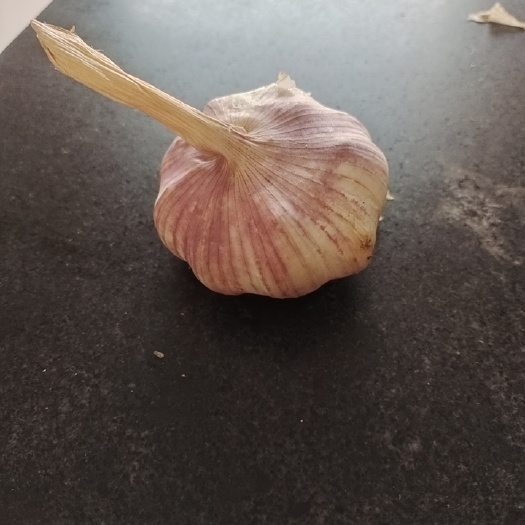 夏邑县大蒜
