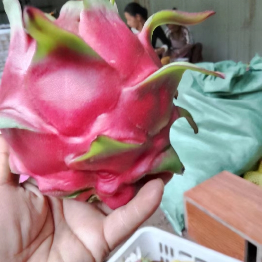 昆明金都一号火龙果