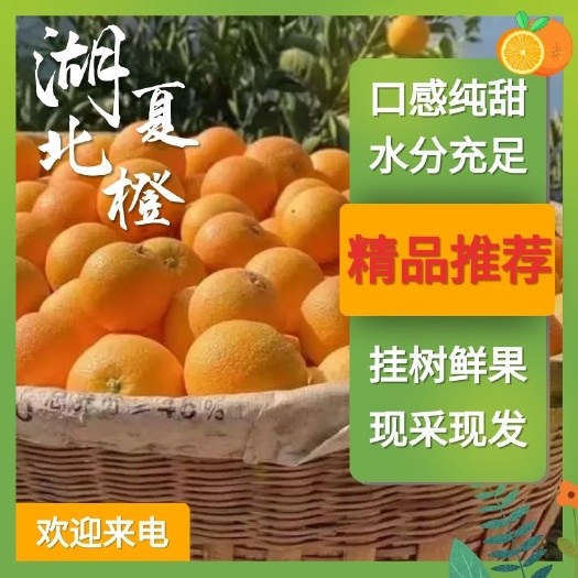 湖北夏橙口感纯甜，水分充足，地头看货采果，对接果农无中间商