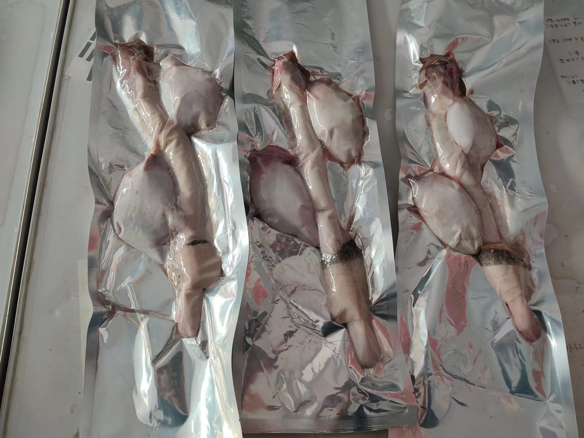 新鲜鹿鞭现杀吉林长春双阳鹿乡鹿鞭泡酒