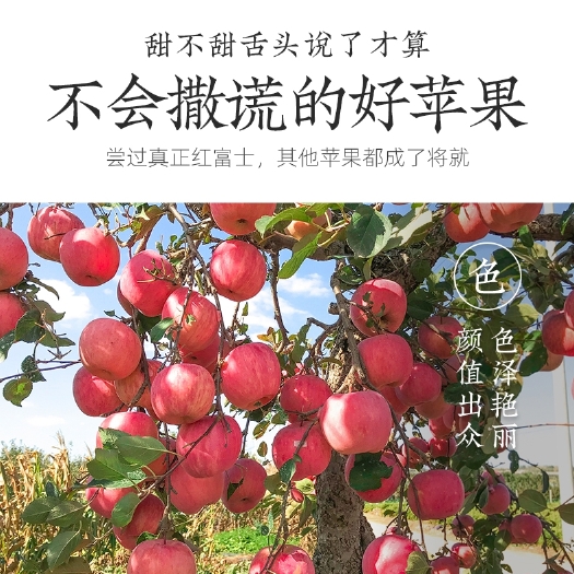 红富士苹果  山东红富士清库出售。视频看货。保证质量。