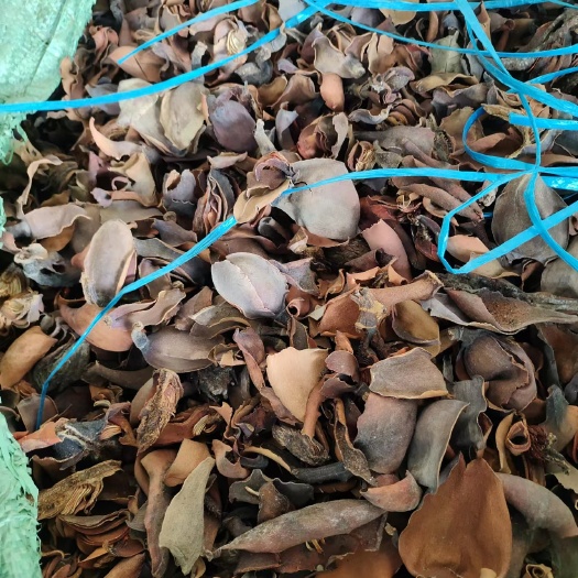 南涧县厚朴花厚朴个头