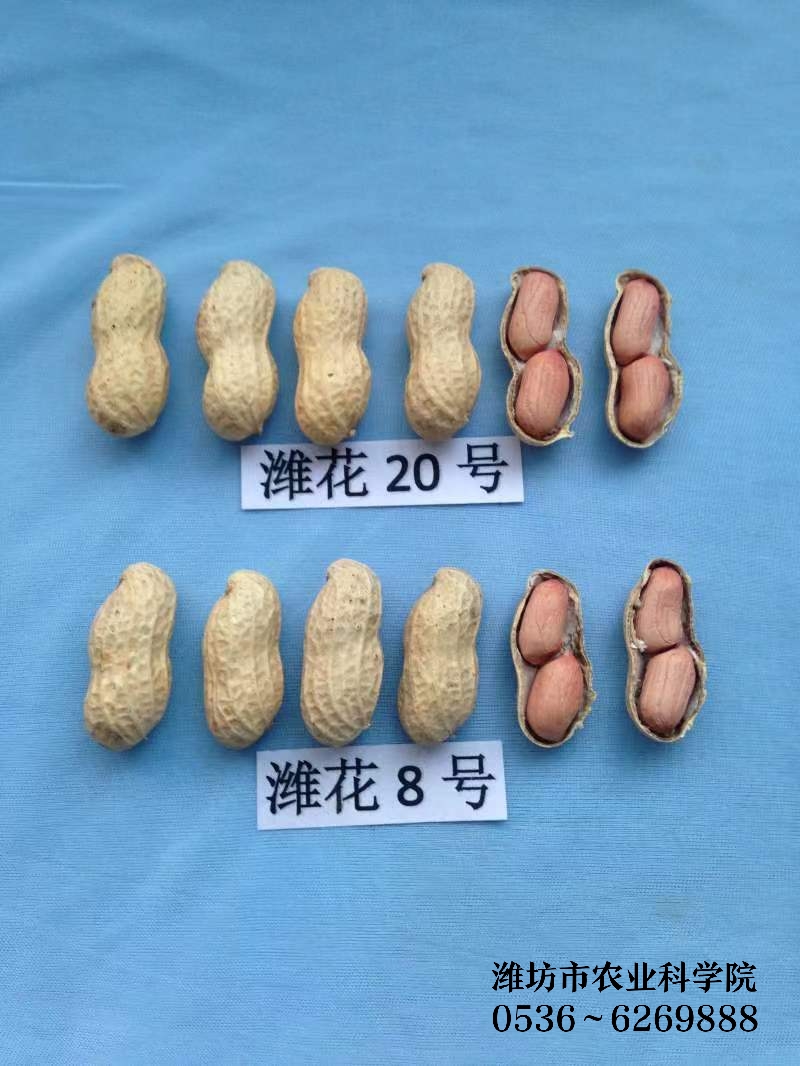 高油酸潍花8号潍花24号潍花33号潍坊农业科学院原种可春夏播