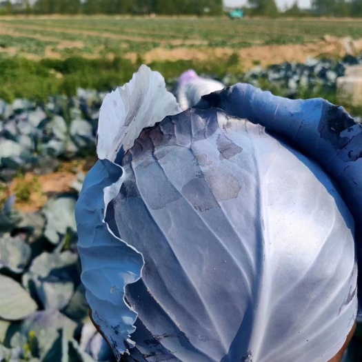 紫甘蓝  紫包菜  标准货  精品 长期
