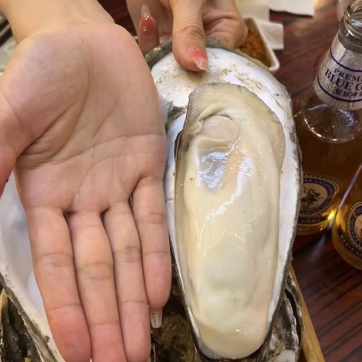 诏安县热销[蚝王]1斤/个以上深海蚝王，拖鞋蚝，脆肉生蚝王