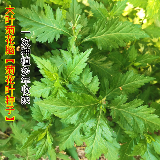 菊花脑种子 大叶品种多年生植物四季耐热抗寒多次採收