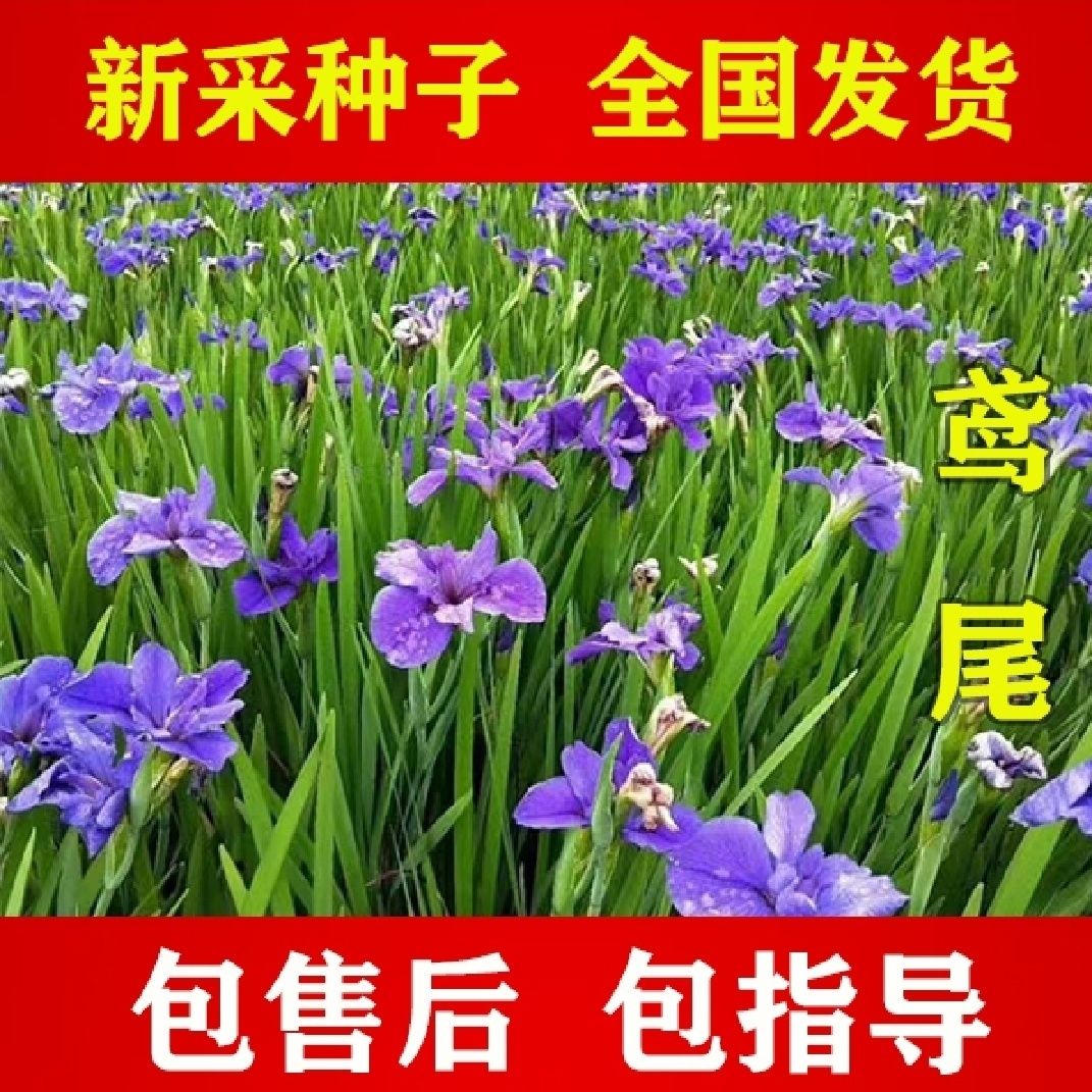 沭阳县蓝花鸢尾种子 多年生耐寒庭院花种子花种子花卉植物四季播种种籽