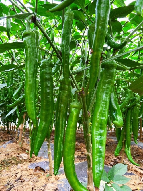 宜良县昆明精品辣椒
