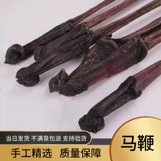 安国市马鞭 中药材新货大马鞭男性传统滋补养生泡酒料 一条包邮