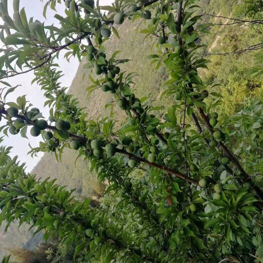 林州市林州 奈李