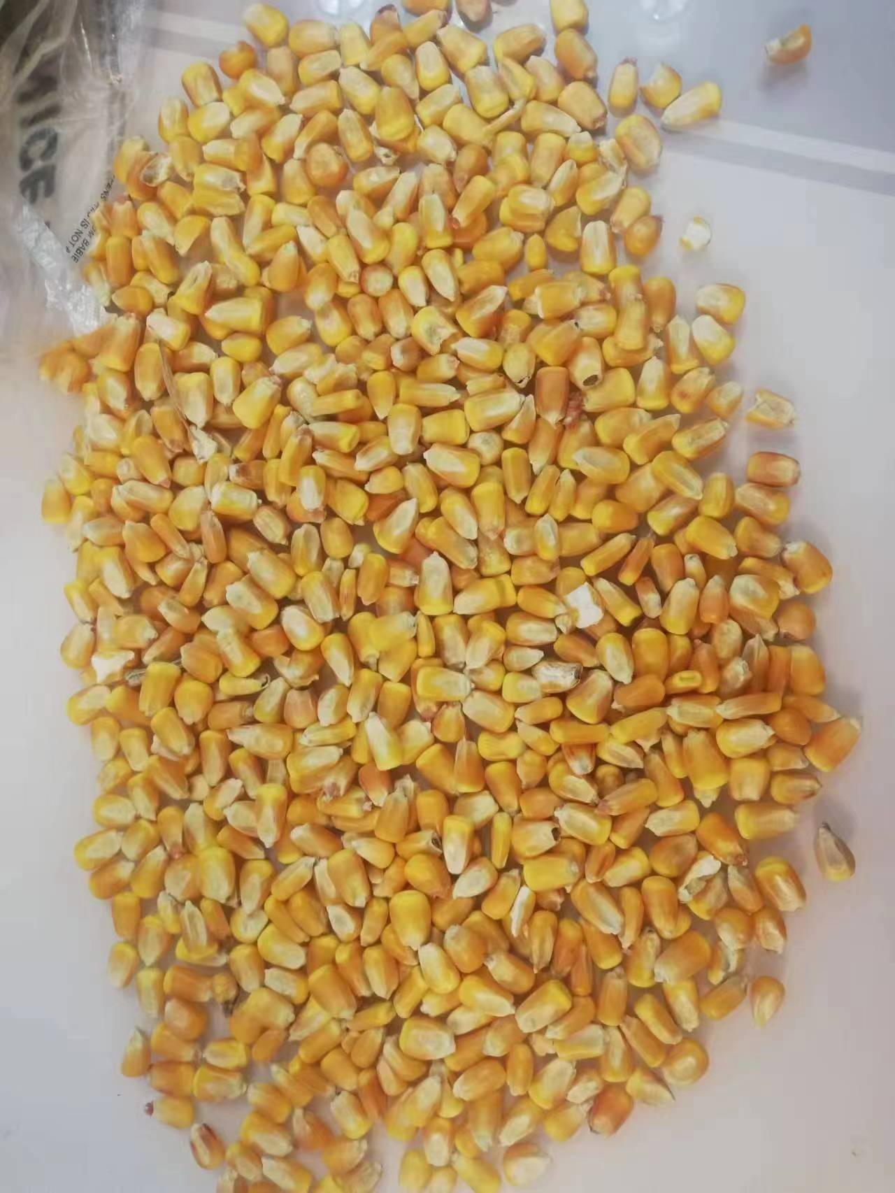 干玉米，新疆一手资源