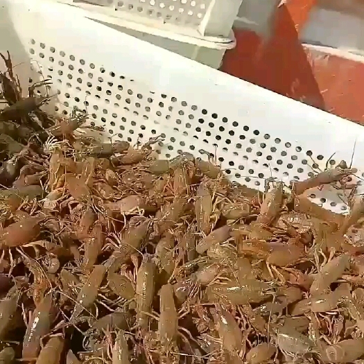 罗定市罗定同创小龙虾养殖场供应小龙虾苗