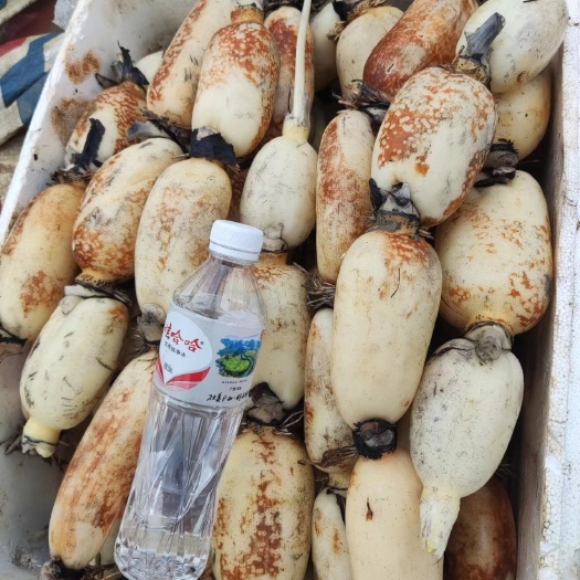 莲藕