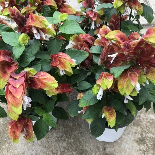 广州红虾花.基地直销.精品盆栽全国一件代发物美价廉产品好服务好。