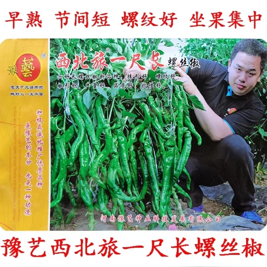 扶沟县西北旅一尺长螺丝椒种子翠绿皮皮薄肉脆少渣易管理易坐果33