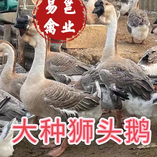 南宁狮头鹅苗  特大种狮头鹅苗   正宗汕头狮头鹅苗