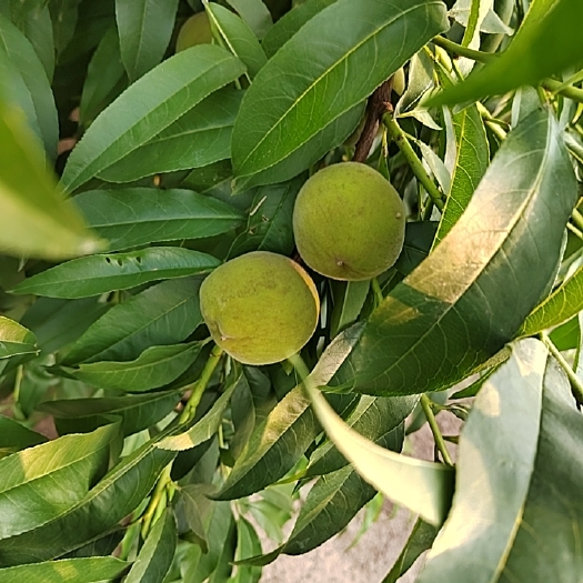 曹县黄桃