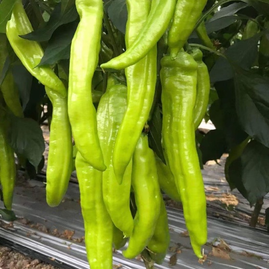 天镇县黄皮椒
