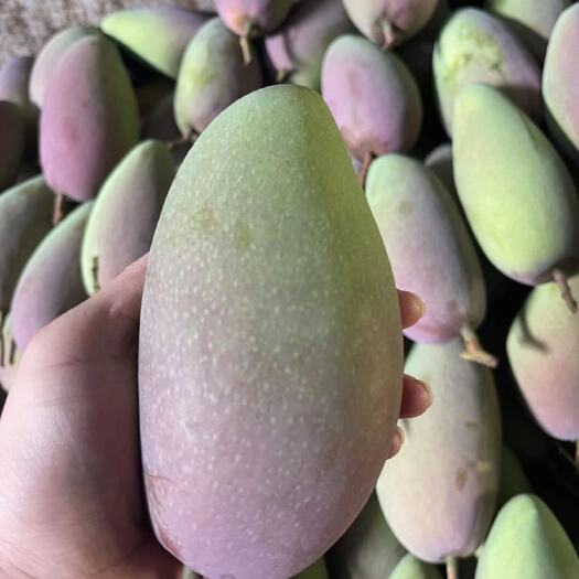 上林县广西百色贵妃芒