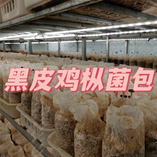 太康县厂家直销，大量生产黑皮鸡枞菌