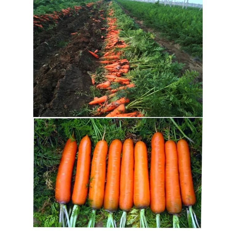 湘乡市胡萝卜种子  三红棒状红萝卜种子 300克