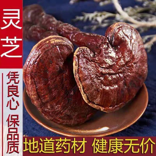 亳州灵芝长白山赤灵芝特级切片纯龙芝紫灵芝片林芝灵芝茶正品