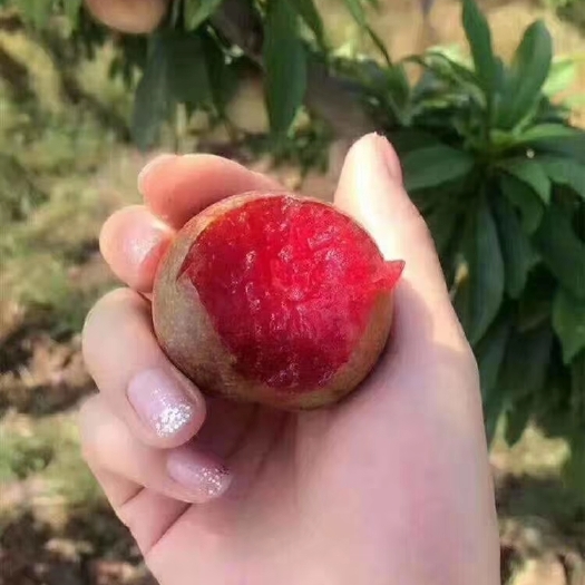 寻乌县桃形李上市啦