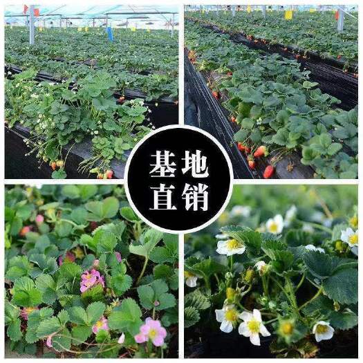平邑县红颜草莓苗章姬草莓苗基地直销价格优惠欢迎实地考察