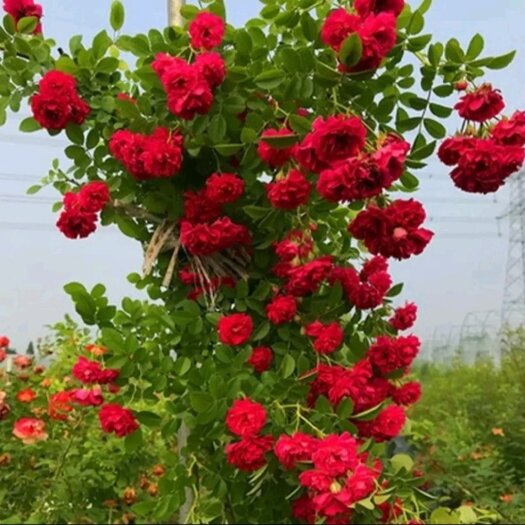 大花月季 藤本月季大花浓香四季开花蔷薇花苗爬藤攀援植物庭院阳