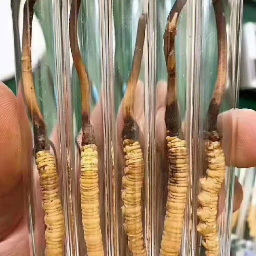 治多县玉树高海拔冬虫夏草