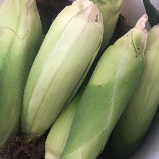 杭州新鲜玉米