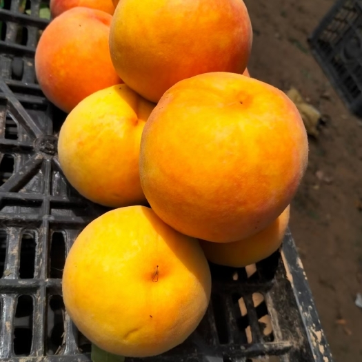 许昌黄桃 黄金蜜