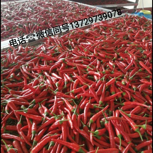 广州新鲜小米椒 红辣椒 朝天椒 指天椒 泡椒批发 （现摘现发）