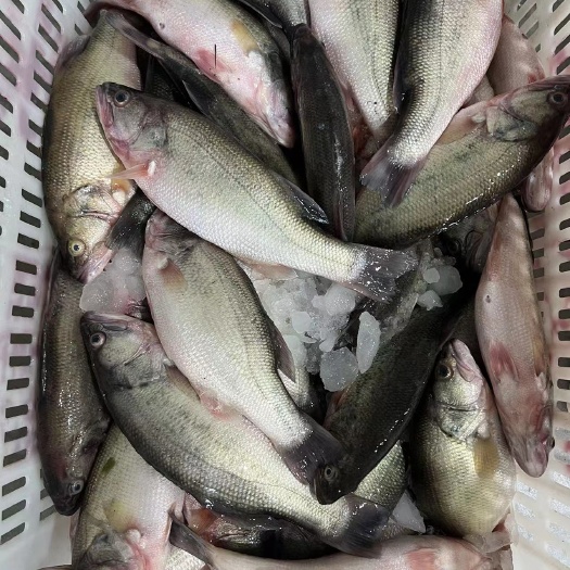 中牟县鲜鲈鱼  全规格  高品质