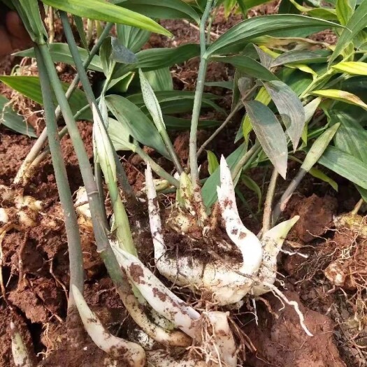 仁寿县高杆多花不倒苗黄精种苗，免费提供技术，上门回收