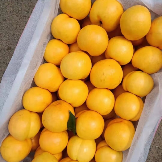 蒙阴县锦春黄桃