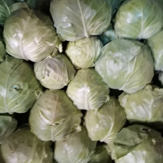 廊坊牛心甘蓝