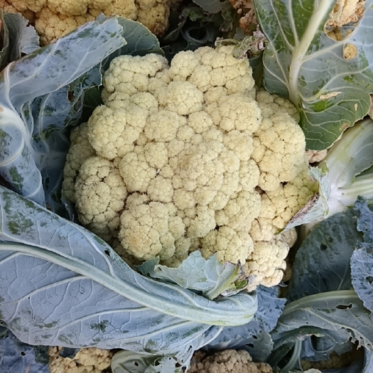 鹿邑县白花花菜 自家农场种植 新鲜采摘 批发零售