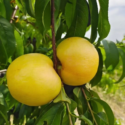 蒙阴县沂蒙山黄油桃。脆甜可口