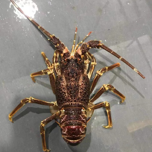深圳南非龙仔