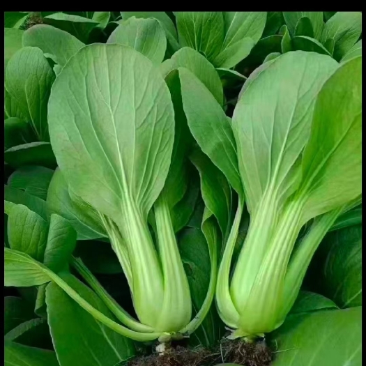 南通南通上精品小青菜毛白菜产地直销，货量充足价格合理欢迎采购