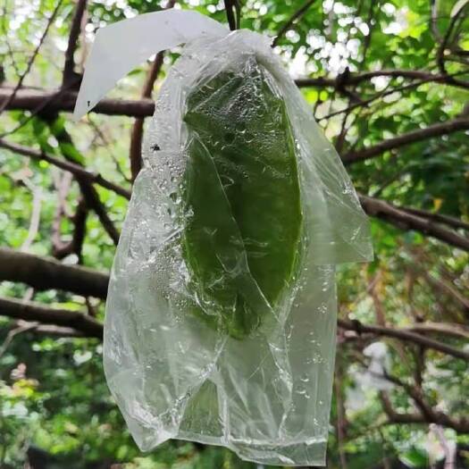 云霄县福建漳州下河杨桃，青果杨桃