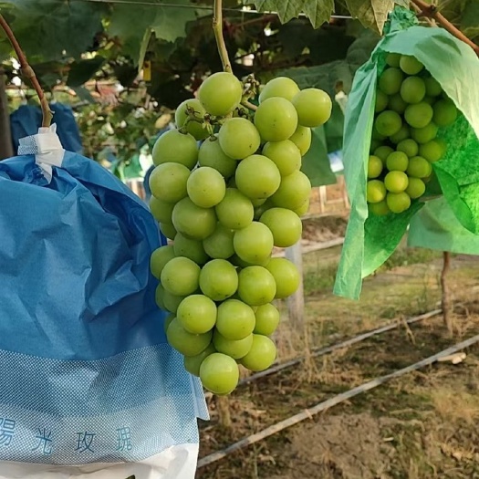 温岭市晴王葡萄 精品阳光玫瑰上市了 产地直销